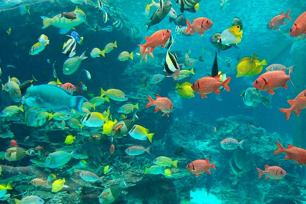 Okinawa Churaumi Aquarium. Okinawa Churaumi Aquarium 1