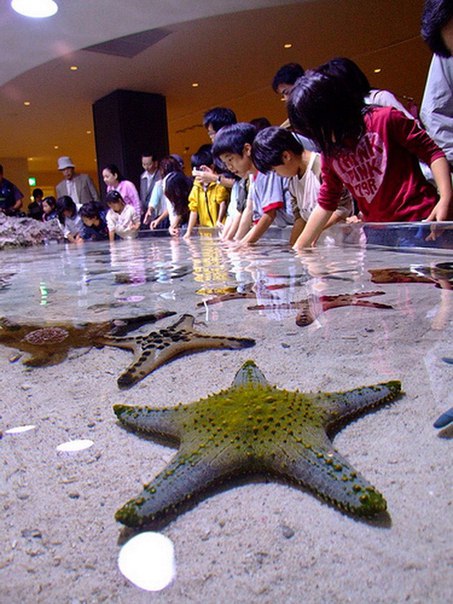 Okinawa Churaumi Aquarium. Okinawa Churaumi Aquarium 3