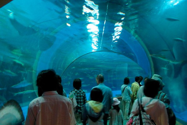 Okinawa Churaumi Aquarium. Okinawa Churaumi Aquarium 4