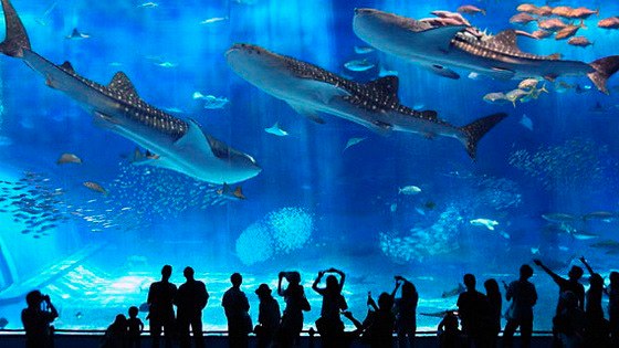 Okinawa Churaumi Aquarium. Okinawa Churaumi Aquarium 5
