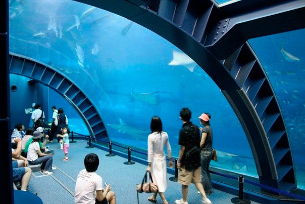 Okinawa Churaumi Aquarium. Okinawa Churaumi Aquarium 8