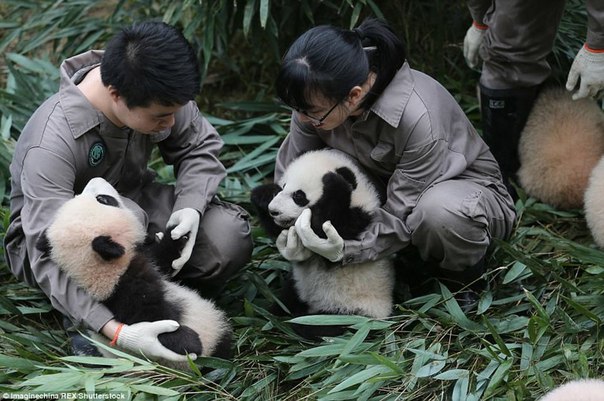 У панд в Китае настоящий бэби-бум!. У панд в Китае настоящий 1