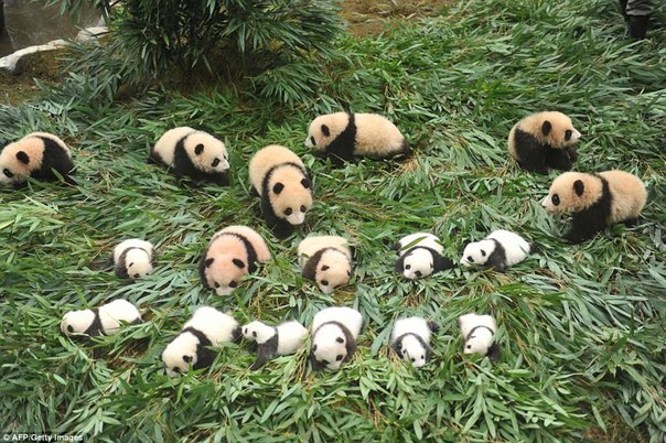 У панд в Китае настоящий бэби-бум!. У панд в Китае настоящий 2