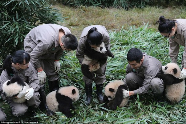 У панд в Китае настоящий бэби-бум!. У панд в Китае настоящий 3