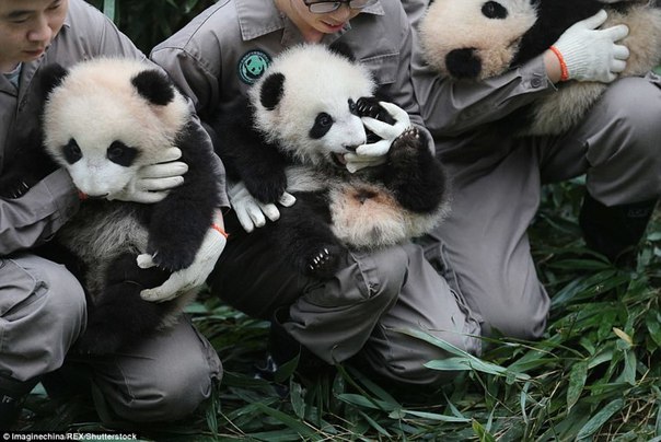 У панд в Китае настоящий бэби-бум!. У панд в Китае настоящий 4