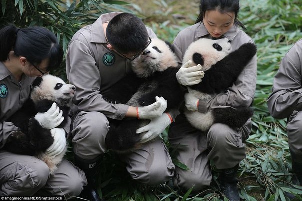 У панд в Китае настоящий бэби-бум!. У панд в Китае настоящий 5