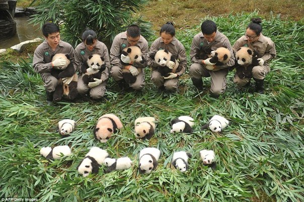 У панд в Китае настоящий бэби-бум!. У панд в Китае настоящий 6