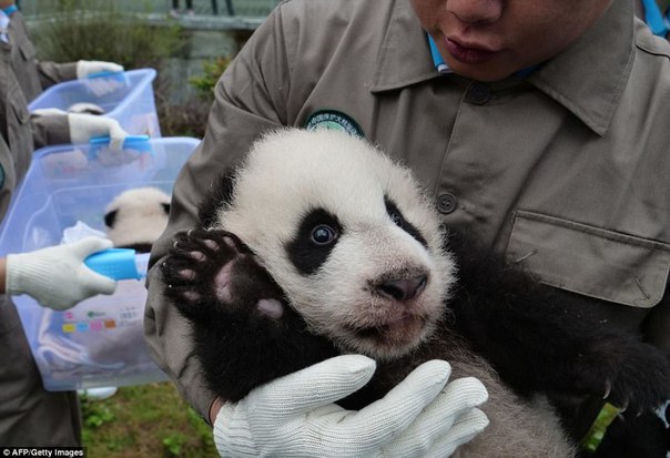У панд в Китае настоящий бэби-бум!. У панд в Китае настоящий 7