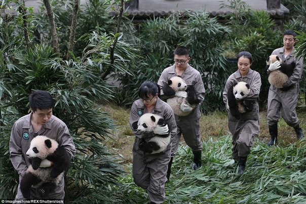 У панд в Китае настоящий бэби-бум!. У панд в Китае настоящий 8