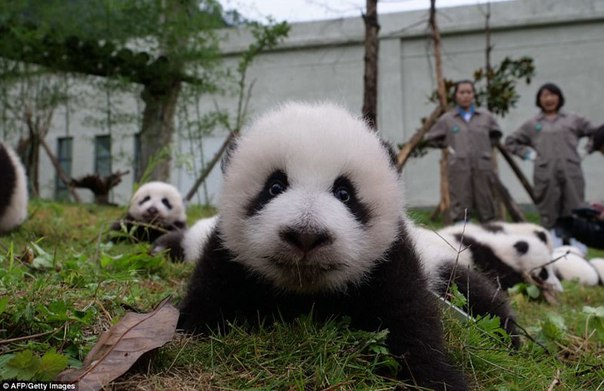У панд в Китае настоящий бэби-бум!. У панд в Китае настоящий 9