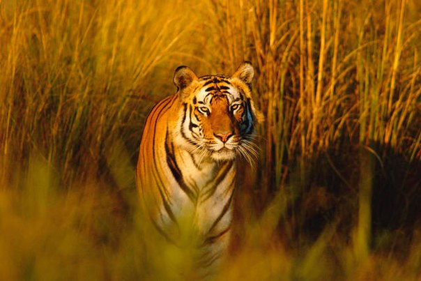 10 удивительных животных тропических лесов. 10 удивительных животных 2