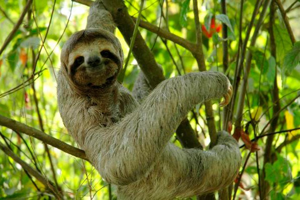 10 удивительных животных тропических лесов. 10 удивительных животных 4
