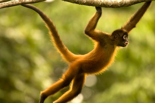 10 удивительных животных тропических лесов. 10 удивительных животных 8