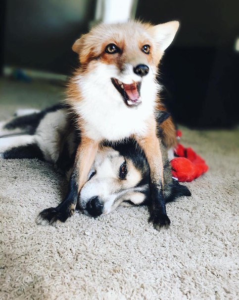 Пёс и лиса: умилительная парочка. Пёс и лиса: умилительная 2