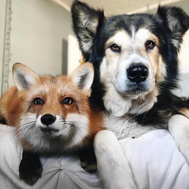 Пёс и лиса: умилительная парочка. Пёс и лиса: умилительная 3