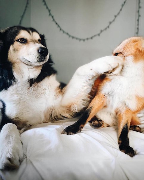 Пёс и лиса: умилительная парочка. Пёс и лиса: умилительная 5