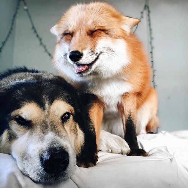 Пёс и лиса: умилительная парочка. Пёс и лиса: умилительная 7