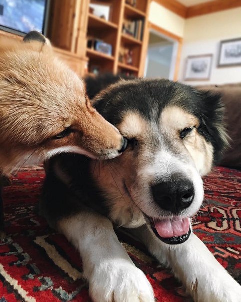 Пёс и лиса: умилительная парочка. Пёс и лиса: умилительная 8
