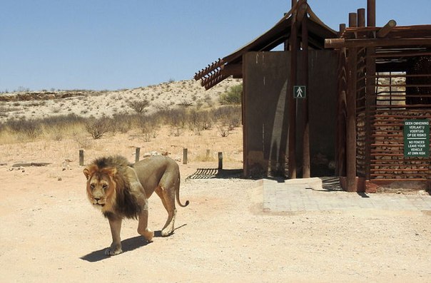 В Африке король зверей не пустил туристов в туалет. В Африке король зверей не 1