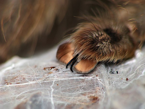 Выяснилось, что у пауков на лапах есть крошечные когти. Выяснилось, что у пауков на 1