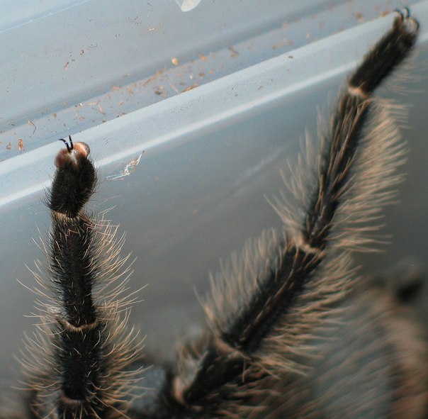 Выяснилось, что у пауков на лапах есть крошечные когти. Выяснилось, что у пауков на 9