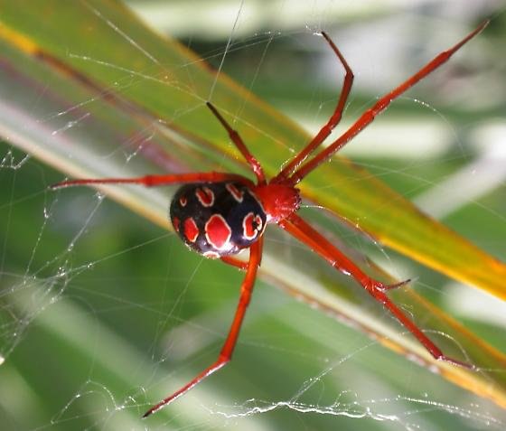 10 самых отвратительных паукообразных в мире. 10 самых отвратительных 5