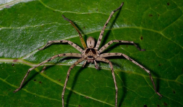 10 самых отвратительных паукообразных в мире. 10 самых отвратительных 6