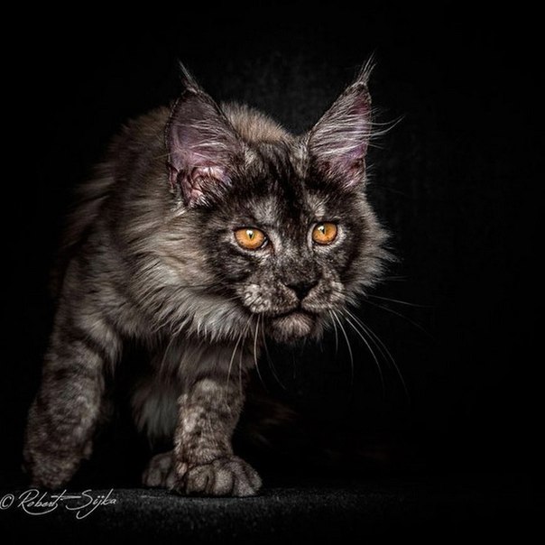 Фото мейн-кунов Роберта Сийка. Фото мейн-кунов Роберта Сийка 2 Фото мейн-кунов Роберта Сийка. Фото мейн-кунов Роберта Сийка 2