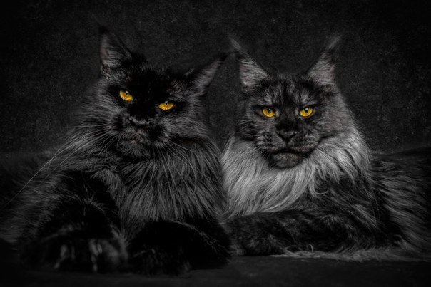 Фото мейн-кунов Роберта Сийка. Фото мейн-кунов Роберта Сийка 3 Фото мейн-кунов Роберта Сийка. Фото мейн-кунов Роберта Сийка 3