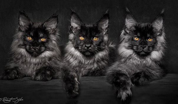 Фото мейн-кунов Роберта Сийка. Фото мейн-кунов Роберта Сийка 6 Фото мейн-кунов Роберта Сийка. Фото мейн-кунов Роберта Сийка 6