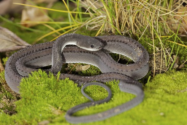Яванский ксенодермил - одна из самых редких змей на земле