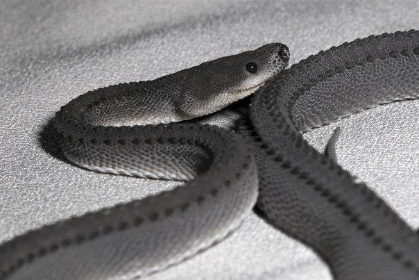 Яванский ксенодермил - одна из самых редких змей на земле. Яванский ксенодермил - одна из 1