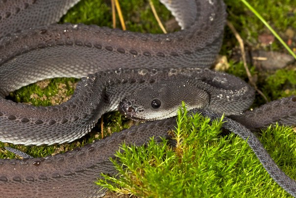 Яванский ксенодермил - одна из самых редких змей на земле. Яванский ксенодермил - одна из 2