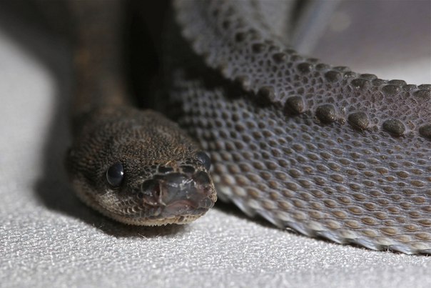 Яванский ксенодермил - одна из самых редких змей на земле. Яванский ксенодермил - одна из 3