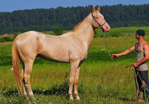 Самые красивые животные мира