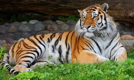 Самые красивые животные мира. Самые красивые животные мира 7Самые красивые животные мира 2Самые красивые животные мира 1 Самые красивые животные мира. Самые красивые животные мира 1