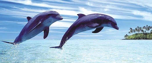 Самые красивые животные мира. Самые красивые животные мира 7 Самые красивые животные мира. Самые красивые животные мира 7