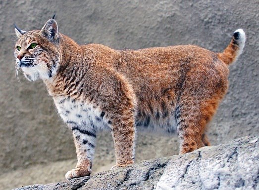 Самые красивые животные мира. Самые красивые животные мира 8 Самые красивые животные мира. Самые красивые животные мира 8