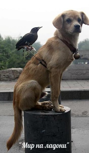 Дружба, которой не может быть: самые маловероятные приятели в мире фауны. Дружба, которой не может быть 1 Дружба, которой не может быть: самые маловероятные приятели в мире фауны. Дружба, которой не может быть 1