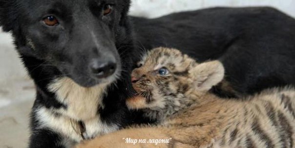 Дружба, которой не может быть: самые маловероятные приятели в мире фауны. Дружба, которой не может быть 4 Дружба, которой не может быть: самые маловероятные приятели в мире фауны. Дружба, которой не может быть 4