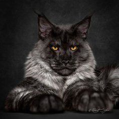 Фото мейн-кунов Роберта Сийка